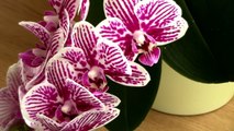 How to water Phalaenopsis orchids - tips for a healthy orchid