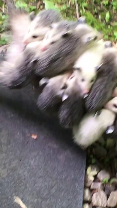 Incroyable, cette maman opossum porte ses 12 bébés sur son dos...