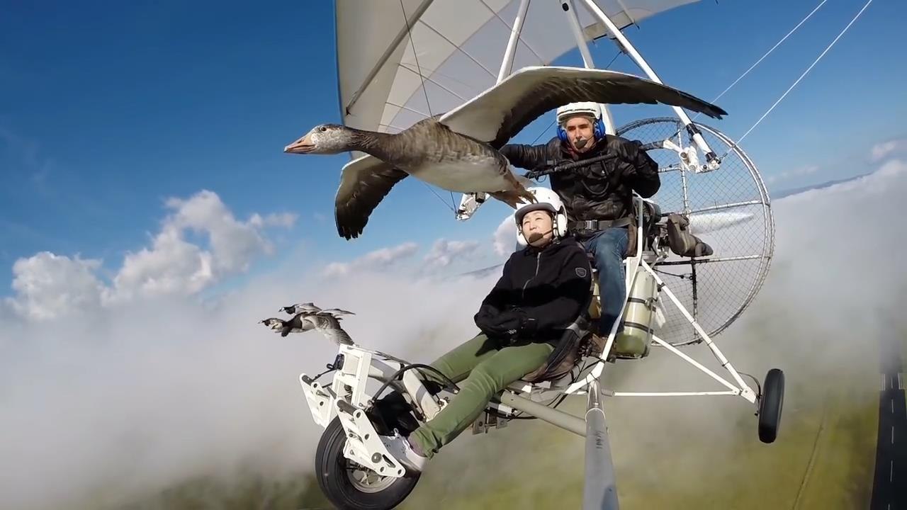 Vol en ulm avec les oies, fly with birds