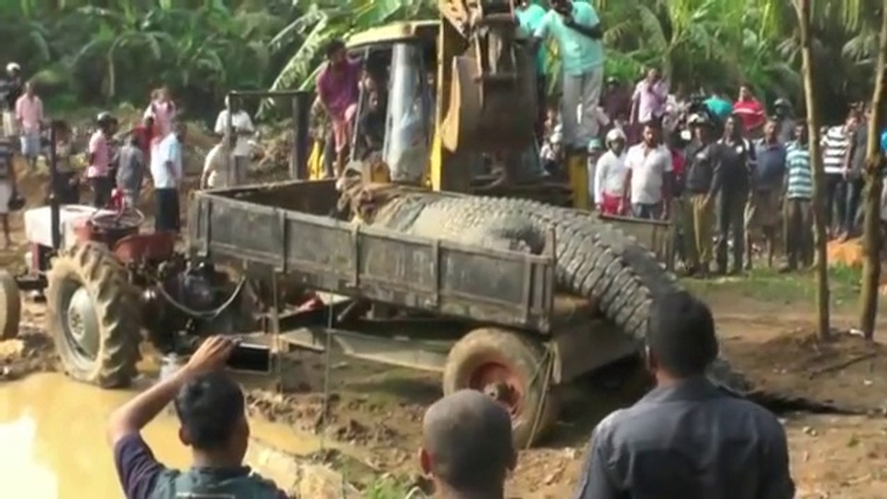 Un crocodile géant de près d'une tonne sauvé par ds habitant du Sri Lanka et remis dans la rivière