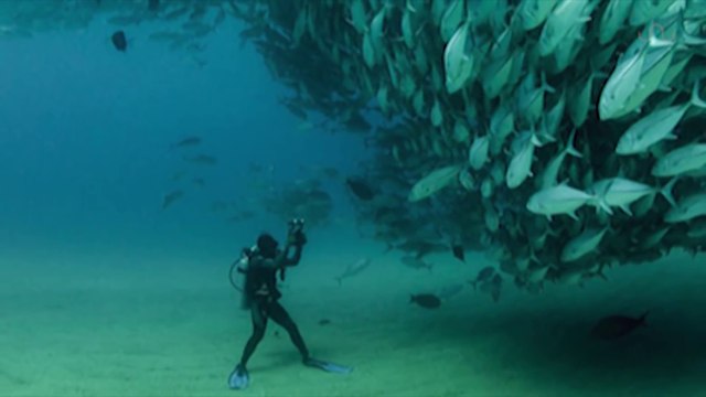 Un plongeur filme une tornade de thons au fond de la mer... Impressionnant
