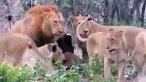 Tier Dokumentarfilm - Das ultimative Löwe und Büffel-Jagd