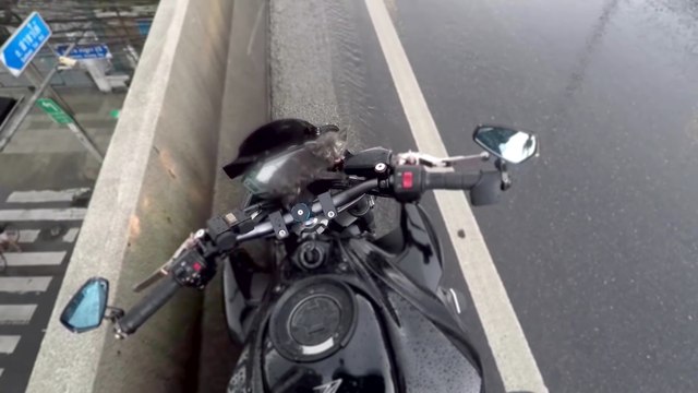 Un motard sauve un chat