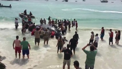 Des habitants sauvent une baleine