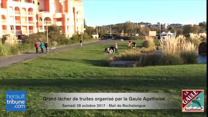 Grand lâcher de truite de la Gaule Agathoise - du 28 Octobre 2017