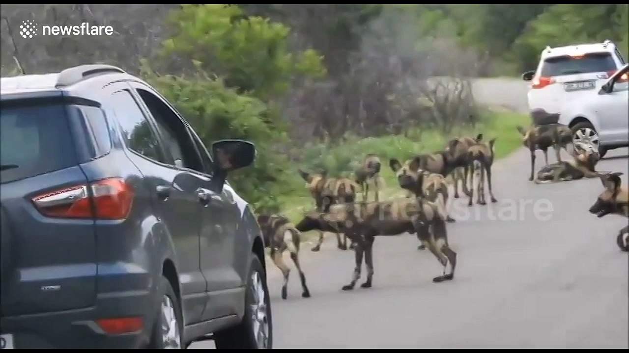 Huge wild dog pack caught on camera