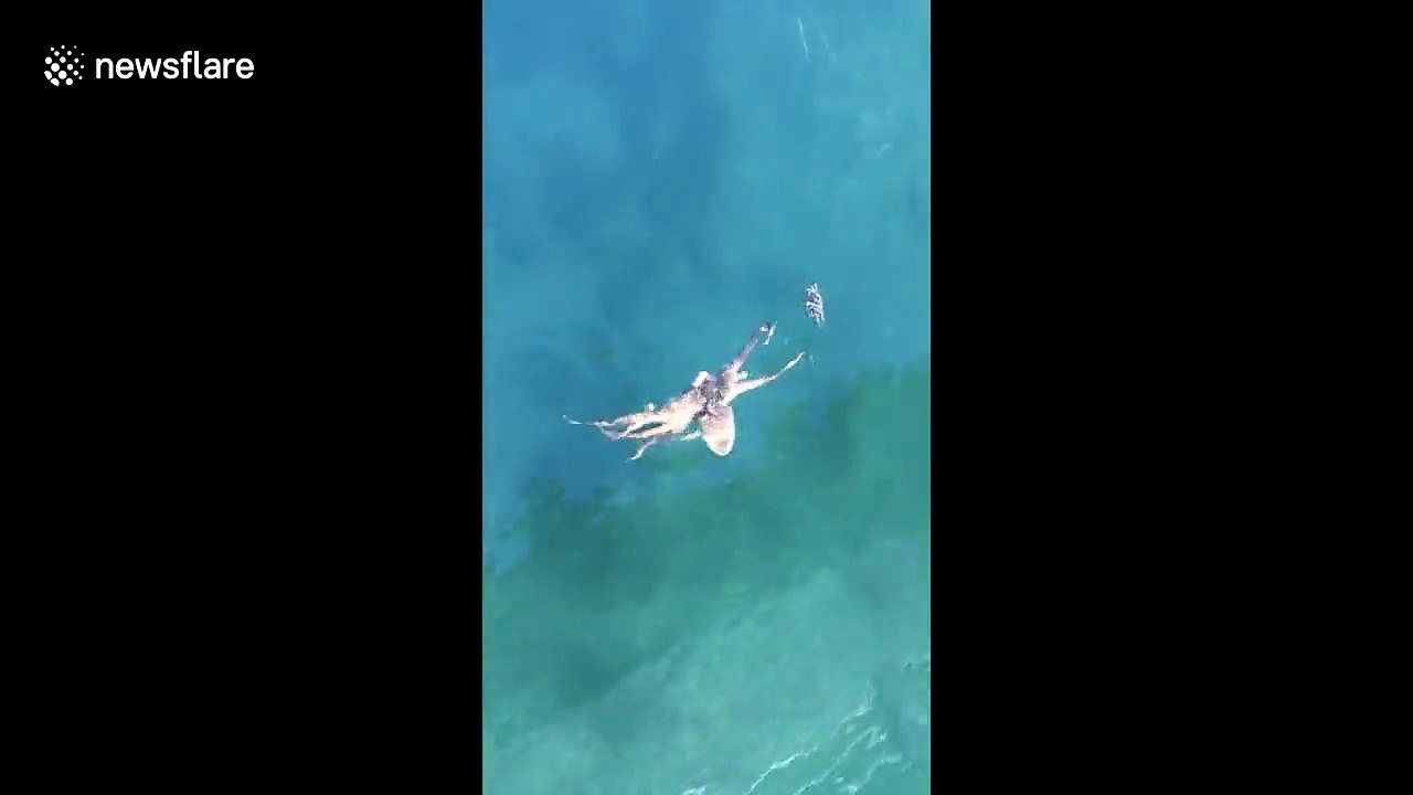 Ce poulpe chasse un crabe sous l'oeil de touristes !