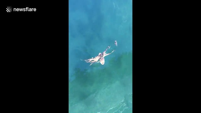 Ce poulpe chasse un crabe sous l'oeil de touristes !