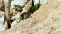 R4 One new Planet Earth II clean ident Goats