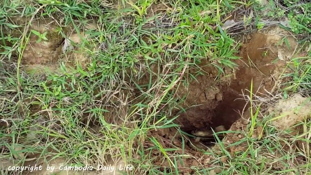 Terrifying!! Sister And Brother Catch Big Snake Nearby Truck And Excavator