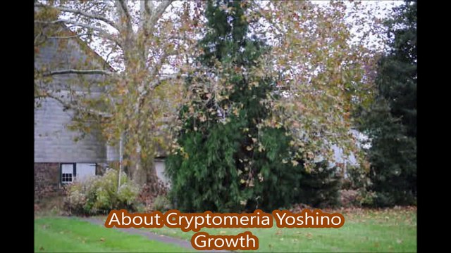 Cryptomeria Yoshino Growth