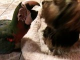 guacamayo y mi perrita pulga se dan besitos