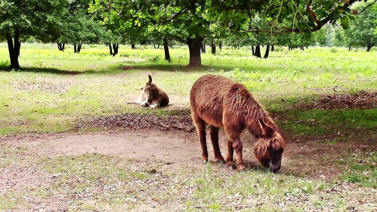 Zu Besuch in der Wahner Heide – Tiere 1