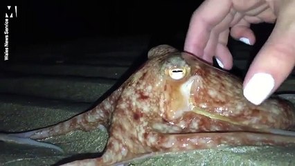 Dozens of octopuses appear on British beach, and no one knows why