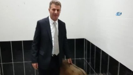 Yaralı Yaban Keçisi Kars'ta Tedavi Altına Alındı