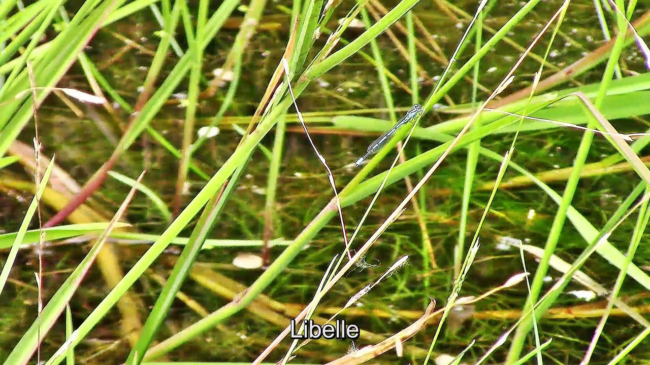 Zu Besuch in der Wahner Heide – Biotop