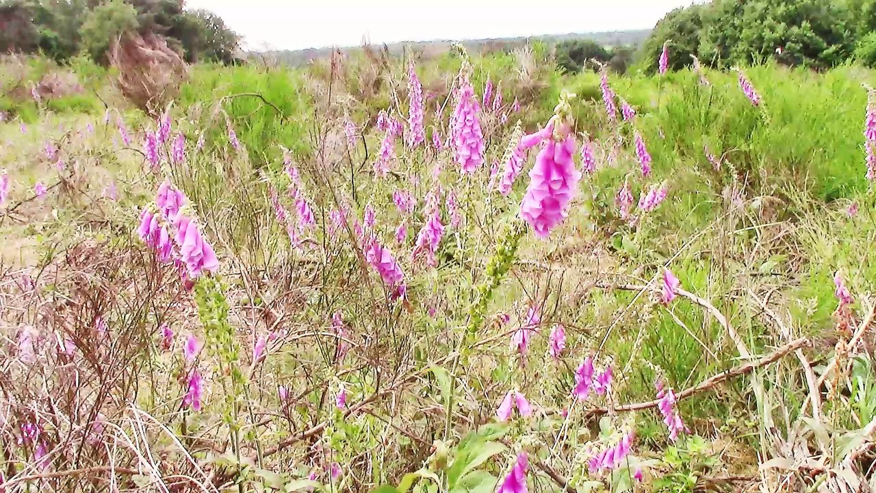 Zu Besuch in der Wahner Heide – Pflanzen