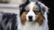 Do you know about the Australian Shepherd dogs? They are very intelligent dogs.