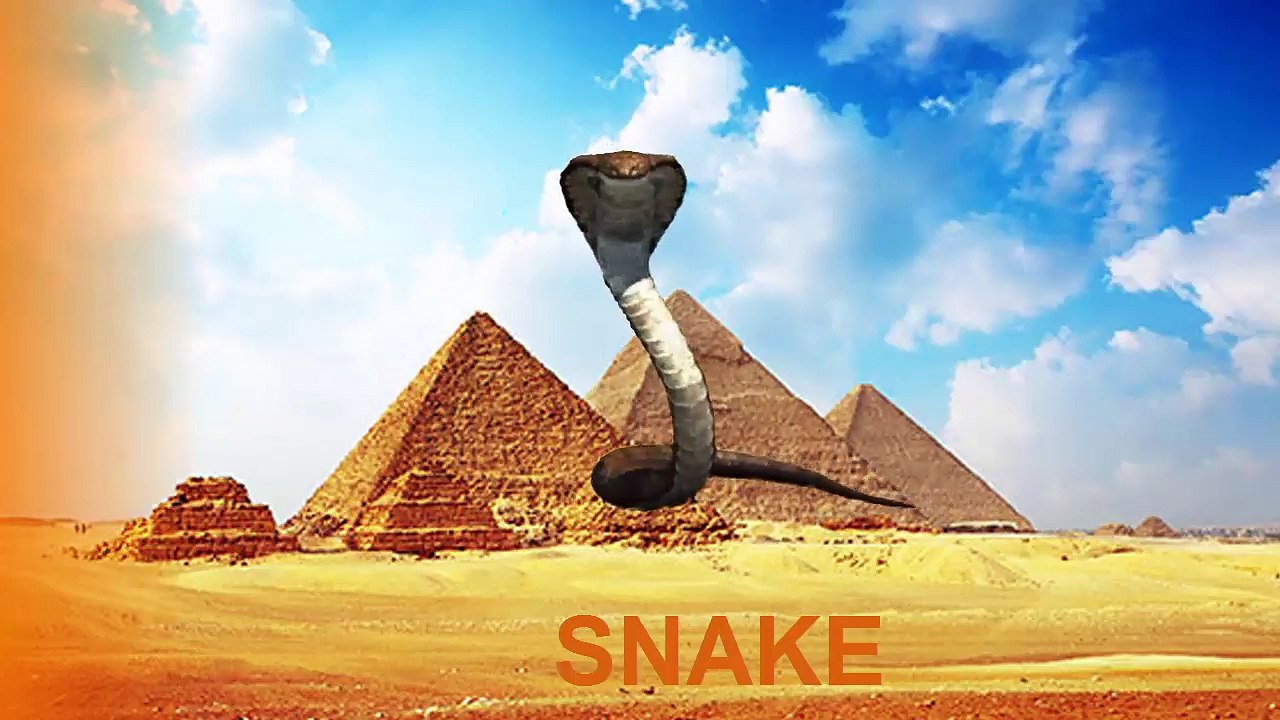 Bathing Colors Fun Wild Animals In Real Life Wild ZOO Animals Learning Video for Kids