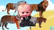 Wild animals for kids song Baby boss crying tiger vs lion zebra leopard nursery rhymes for babies an