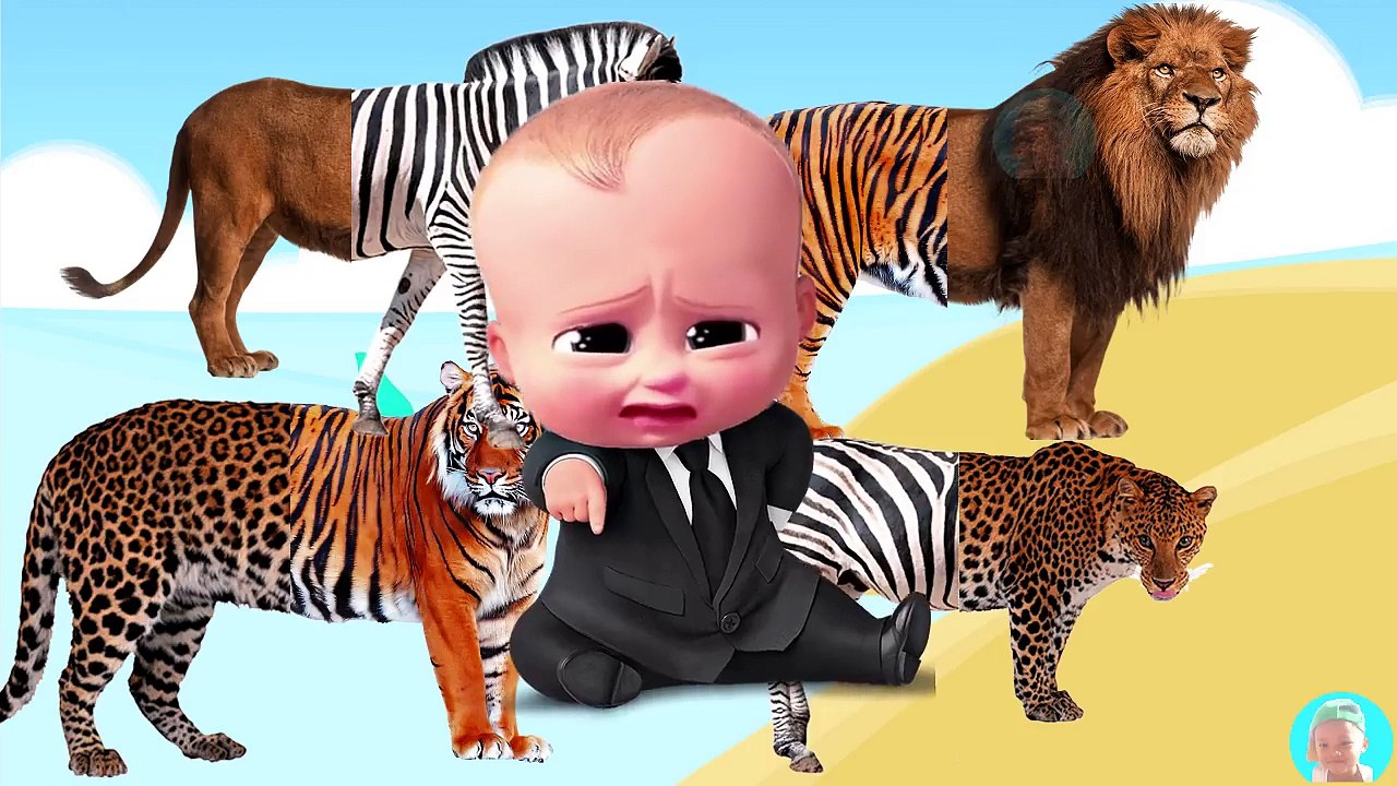 Wild animals for kids song Baby boss crying tiger vs lion zebra leopard