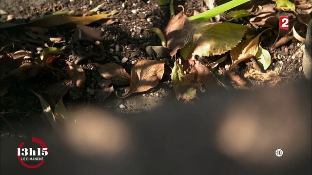 13h15 . Quand une trace ADN a permis de démasquer le meurtrier présumé de deux jeunes femmes à Perpignan...