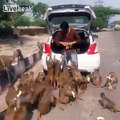 Kind Hearted Indian Man Feeding Banana to Monkeys