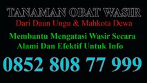 OBAT WASIR HERBAL