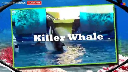 Deniz Hayvanları Olağanüstü öğrenin | Deniz Hayvanları İsimler ve çocuklar sesleri | Hanplaytv