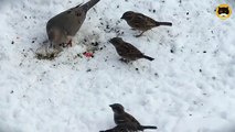 ENTERTAINMENT VIDEO FOR CATS. Winter Birds #5. House Finch, Sparrows, Mourning Dove.