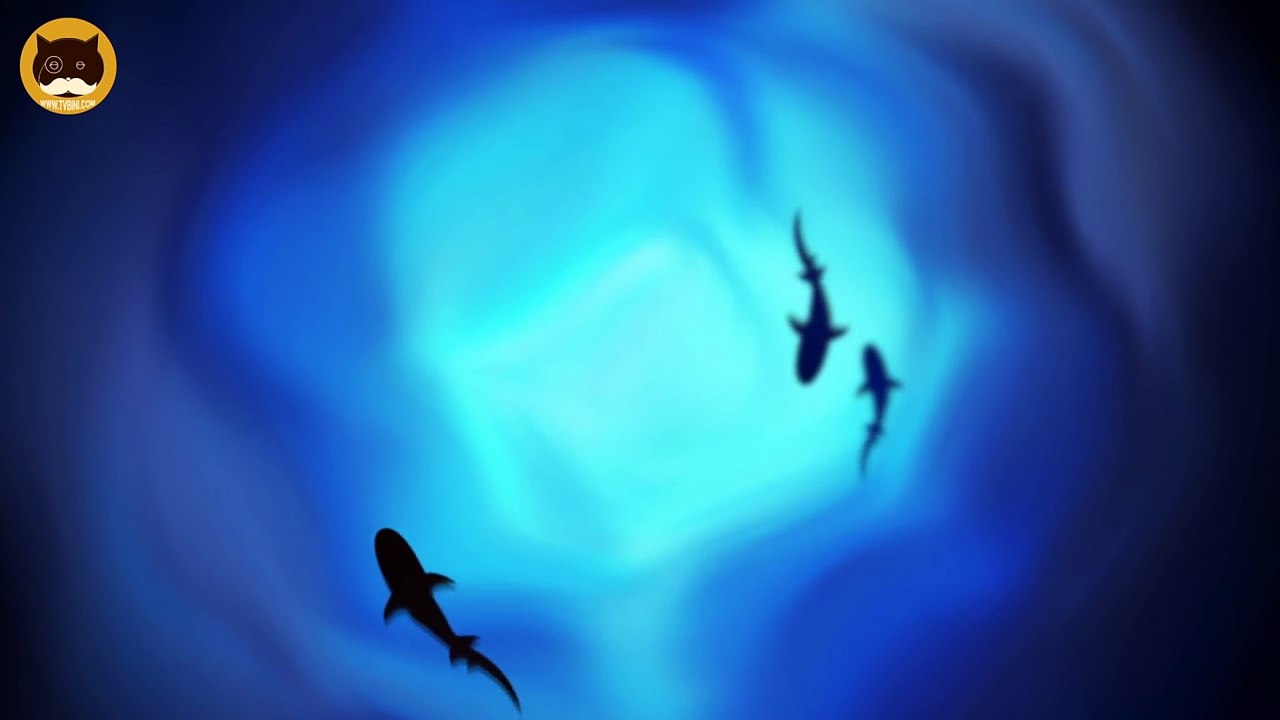 CAT GAMES - Sharks Swimming in the Ocean. Fish Video for Cats.