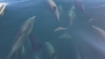 When Swarm School of Beautiful Dolphins Fish Playing With Running Boat - Watch Video