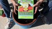 How to Grow Cucumbers in Containers or Pots - Vegetable Garden in Arizona - Container Gardening