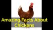 Amazing facts of chicken that will blow your mind.