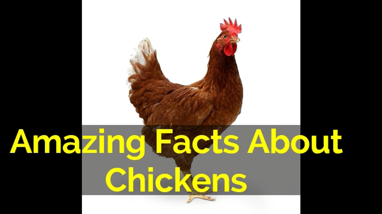 Amazing facts of chicken that will blow your mind.