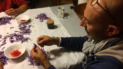Le safran, de la cueillette au séchage : reportage avec les Safraniers de la Baie