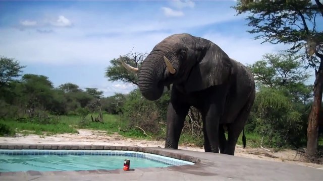 Elefante bebe agua en esta piscina con bañistas