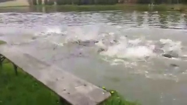 Attention, il va nourrir des poissons affamés! Impressionnant