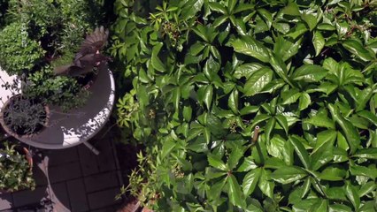 Les Corbeaux & co Malins comme des singes !