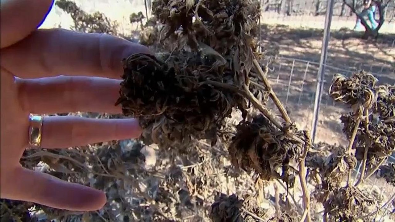 Totalverlust: Marihuana-Ernte wird Raub der Flammen
