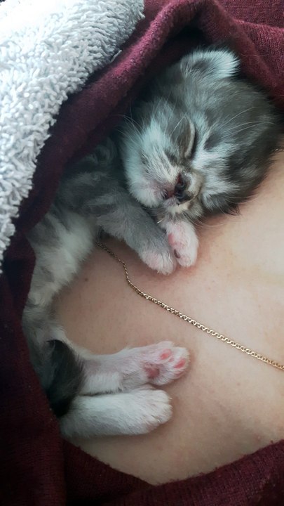 Helfina coons : Petit calin en peau a peau avec bébé Maine coon