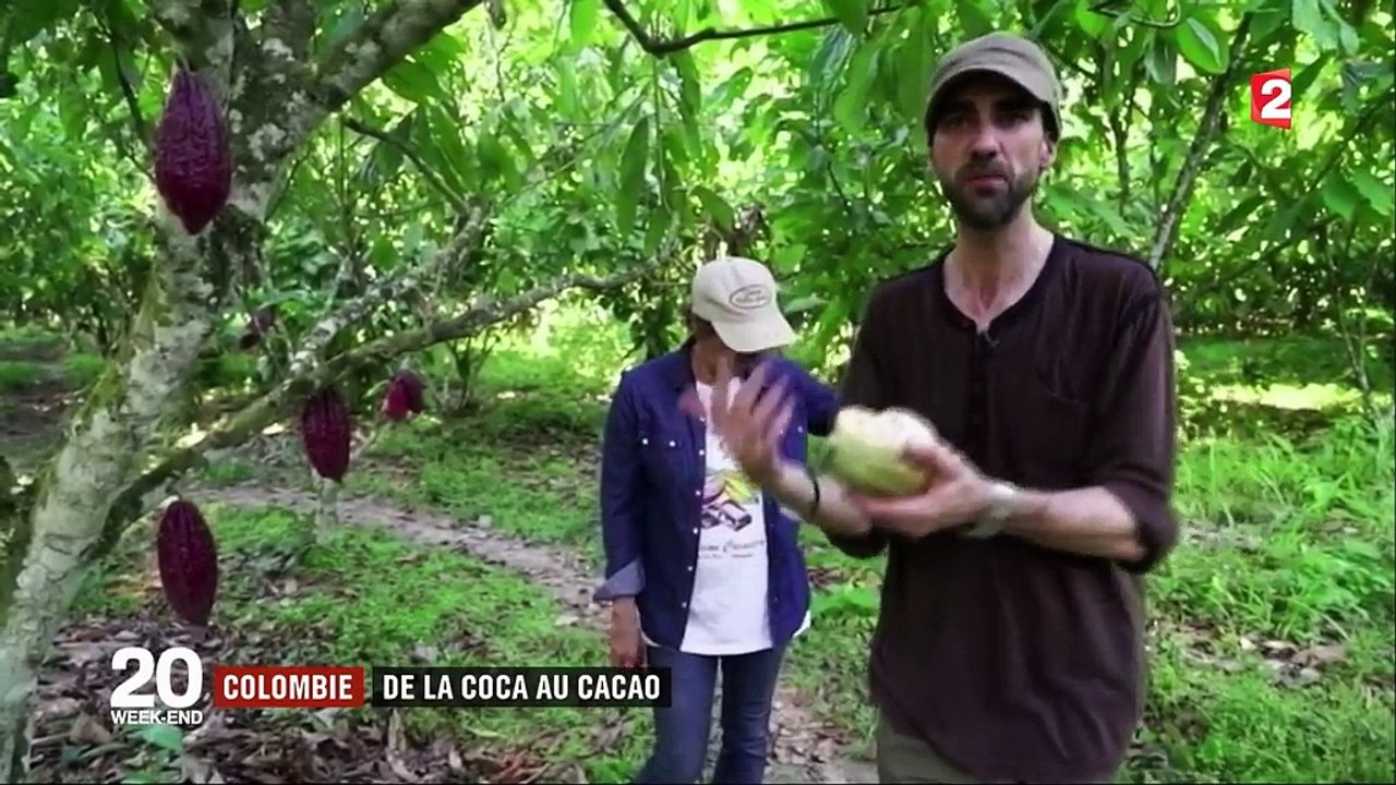 Colombie : de la coca au cacao