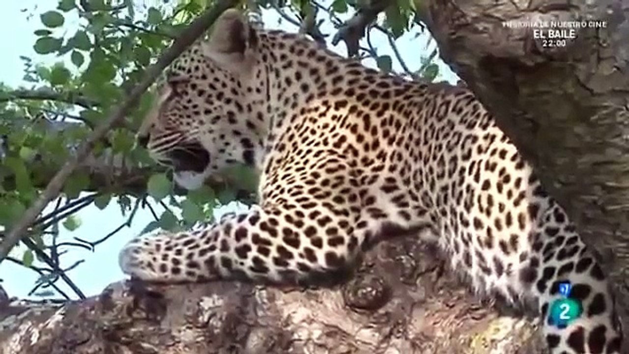 El mundo Animal Documental - SERPIENTE SUPREMA, SERPIENTES GIGANTES, ANACONDAS