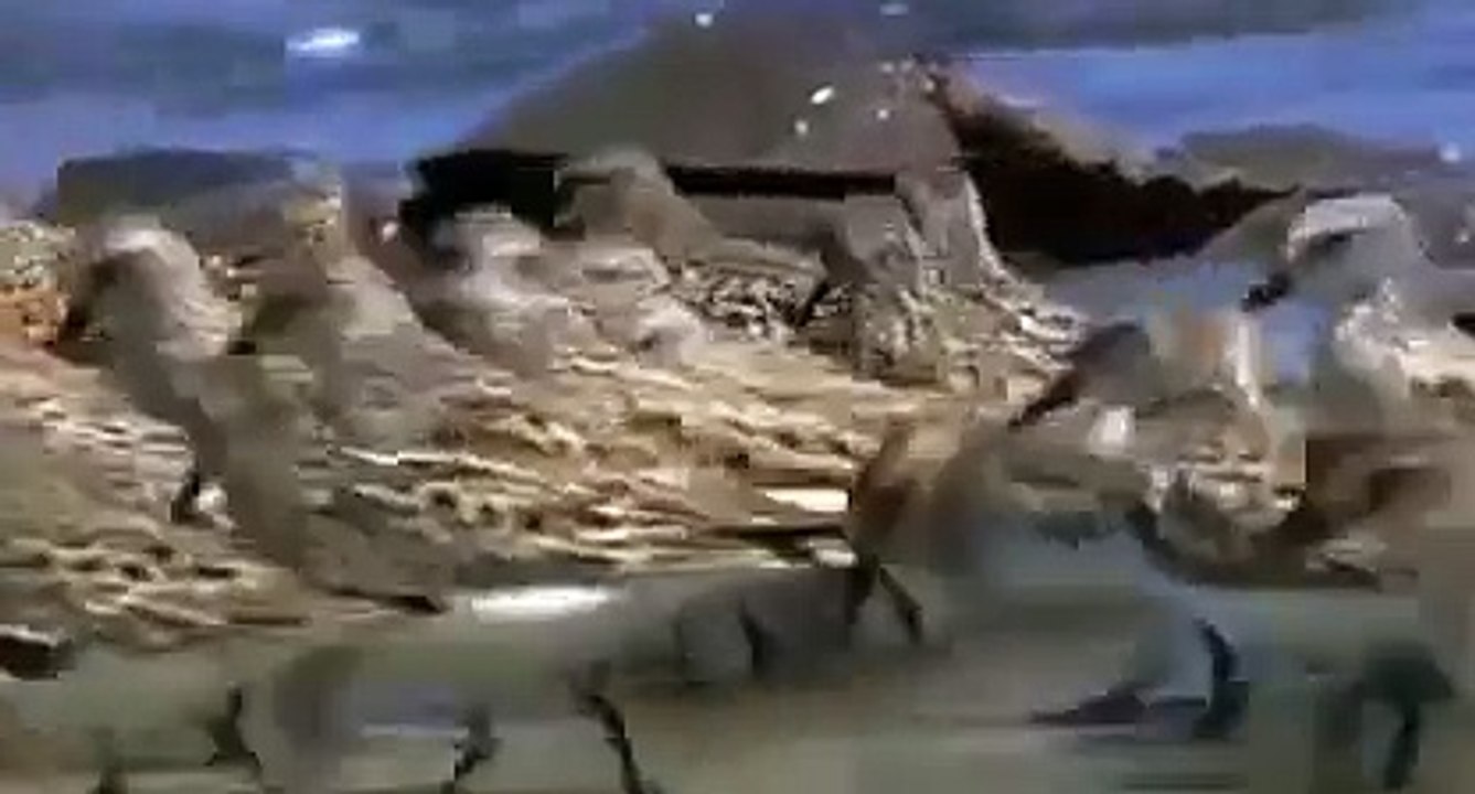 El mundo Animal Documental - SUPER PLAGAS PELIGROSAS