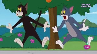 Tom & Jerry  Emparejamiento felino nuevos episodios 2018