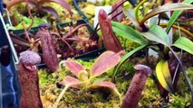 PART 2: NEPENTHES CARNIVOROUS PLANT UPDATE AND MARCH TOUR - HAMATA AND EDWARDSIANA