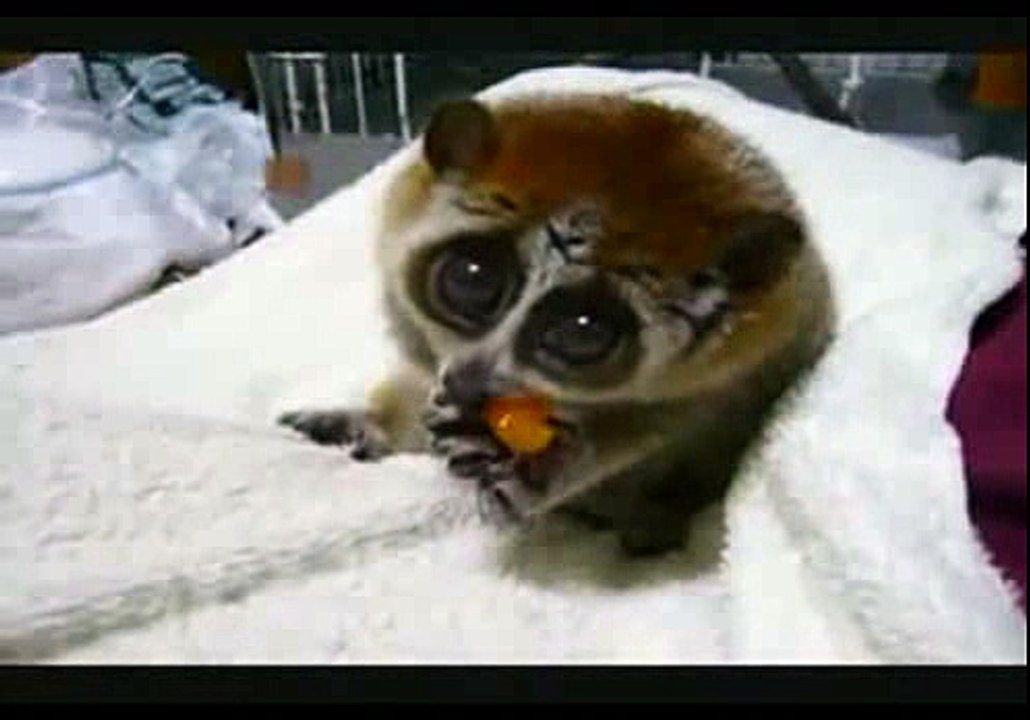 Cute Animal