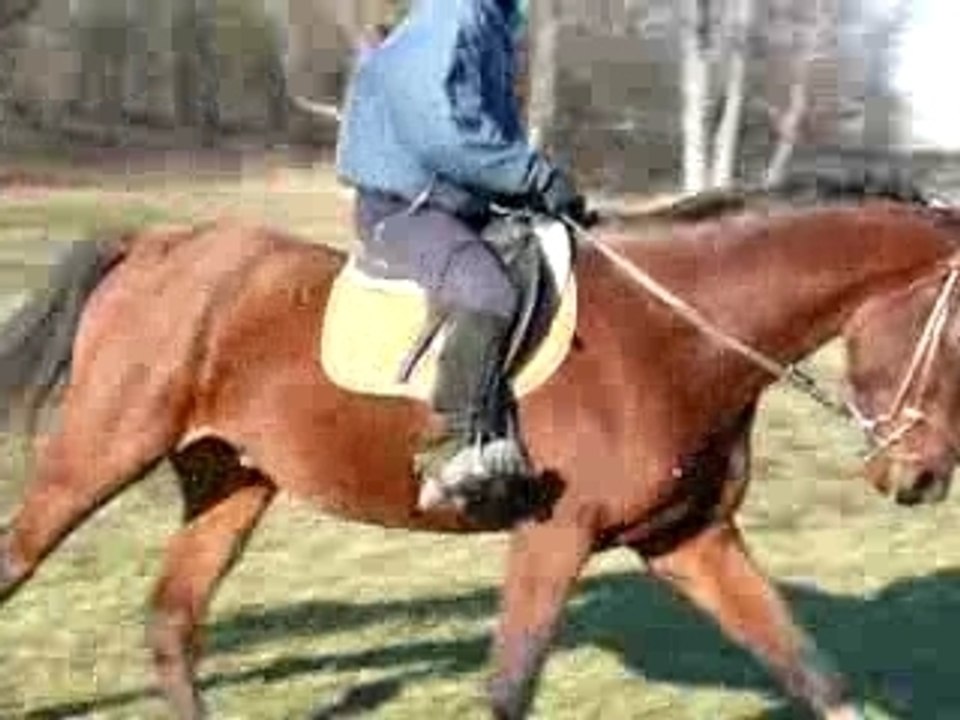 Willard au galop