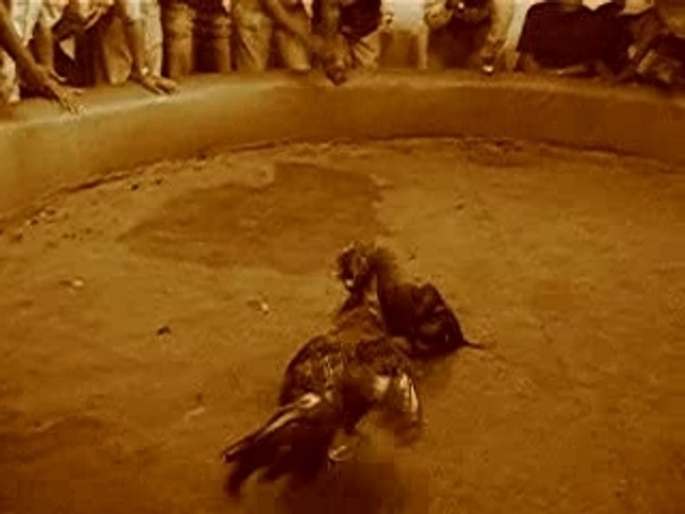 COMBAT DE COQS A LAS TERRENAS PROVINCE DE SAMANA