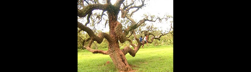 Meu Pé de Laranja Lima Capítulo 18